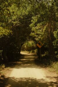 A serene, tree-lined dirt path in the tropical jungle of Puerto Escondido, Mexico, perfect for adventure travel.